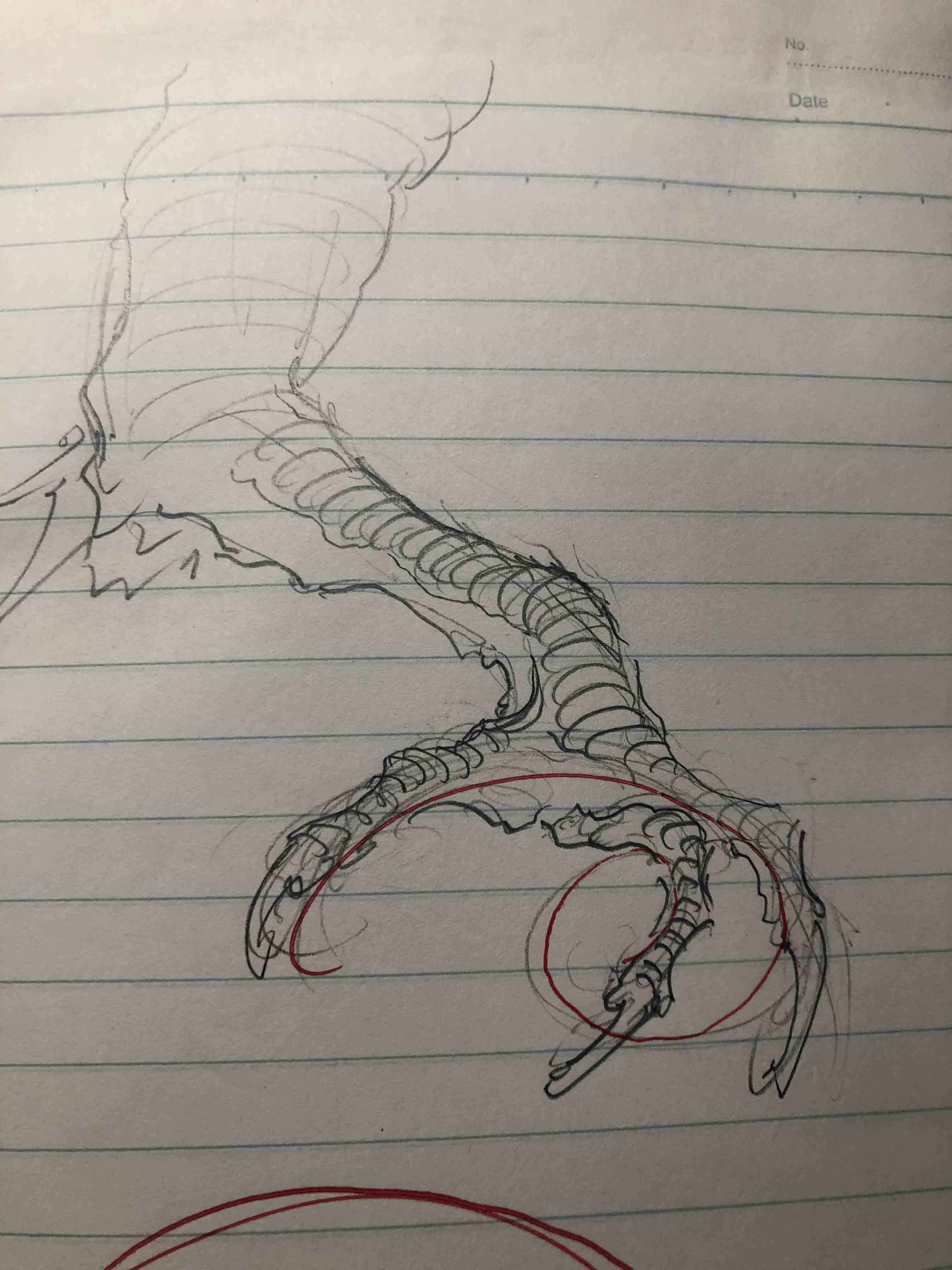 《画龙笔记》龙爪研究记